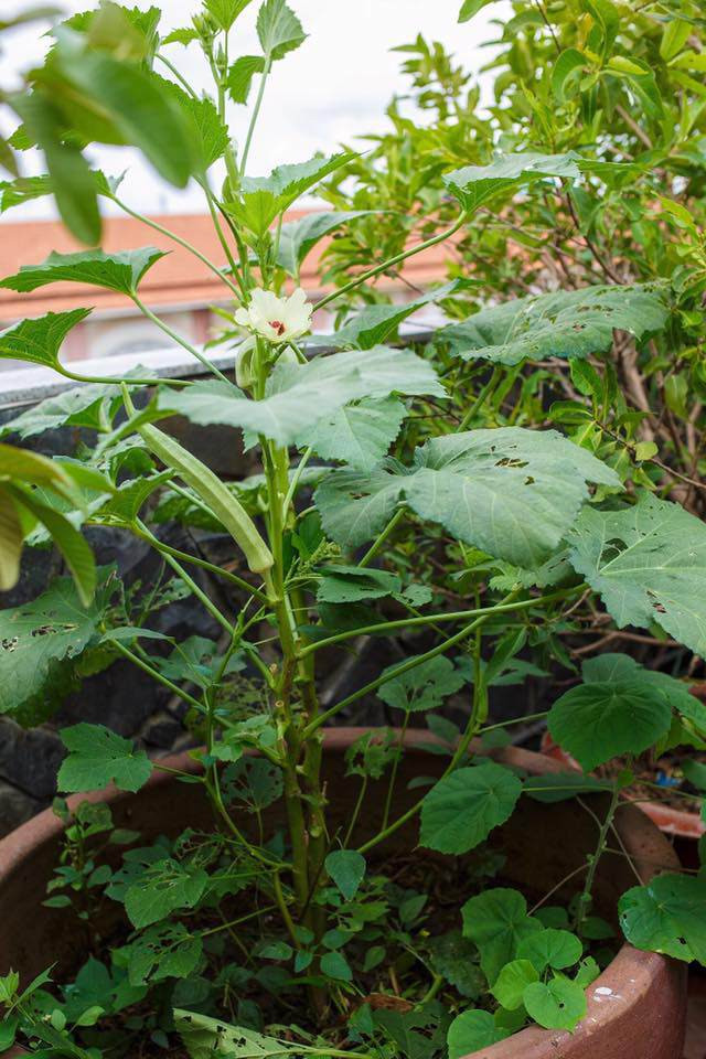 Đậu bắp cho nhiều quả.