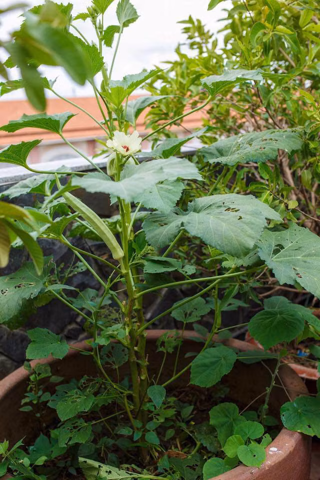 Đậu bắp cho nhiều quả.