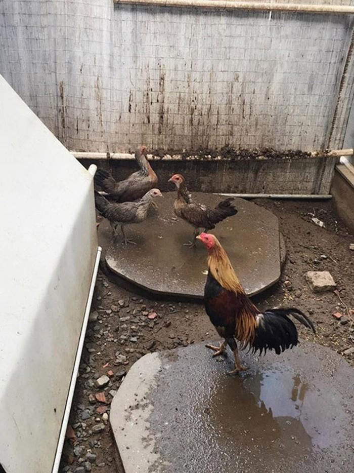 Phần đất còn lại được người đẹp dành để nuôi gà mái lấy trứng cho cả nhà ăn.