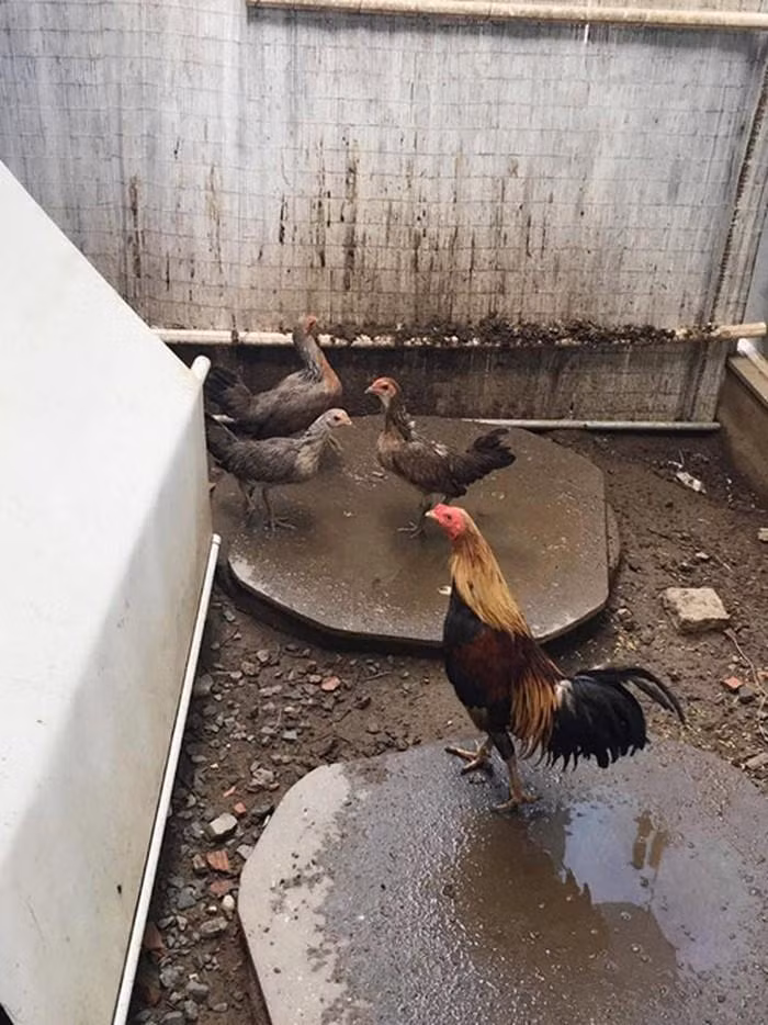 Phần đất còn lại được người đẹp dành để nuôi gà mái lấy trứng cho cả nhà ăn.