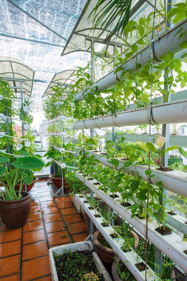 Vũ Thu Phương từng chia sẻ, khoảng rau trái này đủ cho cả gia đình cô ăn uống "tẹt ga" mà không lo mua phải rau bẩn. "Nhà em không lo rau bẩn nhé, với nhiêu đây rau là cho cả nhà ăn uống tẹt ga. Trà xanh uống hàng ngày, ổi, bưởi, vối, khế vừa ăn vừa cho các nàng tắm mỗi tuần, tiện thể em nuôi gà mái đẻ trứng cho 2 công chúa ăn mệt nghỉ nữa".