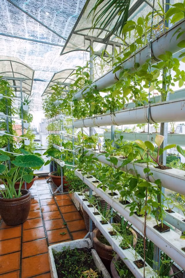 Vũ Thu Phương từng chia sẻ, khoảng rau trái này đủ cho cả gia đình cô ăn uống "tẹt ga" mà không lo mua phải rau bẩn. "Nhà em không lo rau bẩn nhé, với nhiêu đây rau là cho cả nhà ăn uống tẹt ga. Trà xanh uống hàng ngày, ổi, bưởi, vối, khế vừa ăn vừa cho các nàng tắm mỗi tuần, tiện thể em nuôi gà mái đẻ trứng cho 2 công chúa ăn mệt nghỉ nữa".