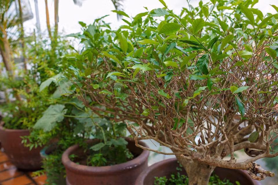 Vũ Thu Phương còn trồng thêm một cây chè để lấy lá pha trà uống hàng ngày.