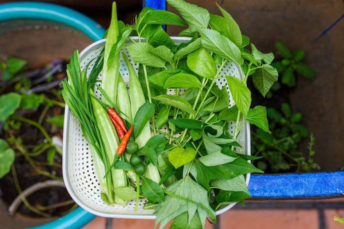 "Thêm một lý do nữa các con mình còn bé nên mình sợ các bé sẽ ăn phải ăn thực phẩm không rõ nguồn gốc nên phải cố gắng tự cung tự cấp nhiều nhất có thể. Với lại cây xanh cũng cho môi trường sống của gia đình mình trong lành hơn" - Cô cho biết thêm.