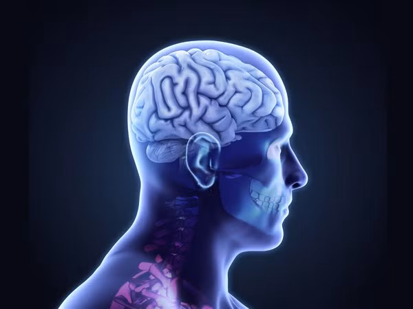 Các bác sĩ cho biết ăn từ 4-6 hạt hạnh nhân ngâm mỗi ngày giúp bổ não và hỗ trợ hoạt động của hệ thần kinh trung ương.