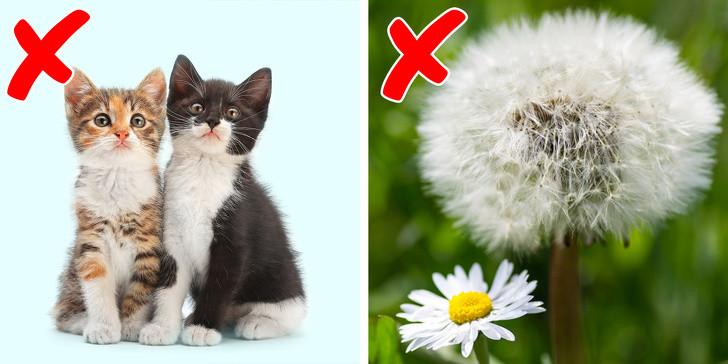 Dễ bị dị ứng: Phụ nữ chuyển qua thời kỳ mãn kinh dễ bị phản ứng nặng với các kiểu dị ứng. Điều này là do hệ miễn dịch suy yếu.