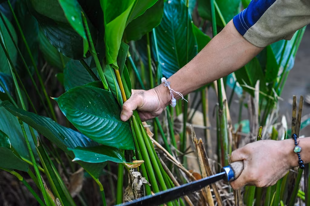 Sắc nước từ lá và phần gốc của cây dong cho người say rượu uống cũng rất tốt. Lá dong 100-200 g, rửa thật sạch, giã nát vắt lấy nước cốt pha đường uống.