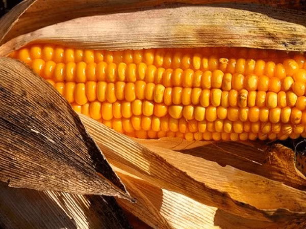 Râu ngô chứa nguồn dinh dưỡng dồi dào như beta-carotene, riboflavin, menthol, thymol, selenium và niacin. Những chất dinh dưỡng này mang lại nhiều lợi ích sức khỏe.