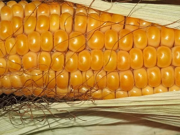 Râu ngô có chứa nhiều vitamin C, chất chống oxy hoá mạnh giúp ngăn ngừa bệnh tim mạch. Râu ngô cũng giúp kích thích tuần hoàn máu, từ đó cải thiện hoạt động, chức năng của các cơ quan quan trọng của cơ thể.