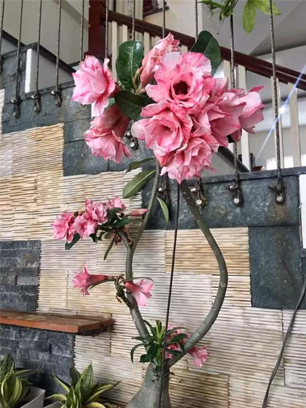 Ngoi nha nhin dau cung thay hoa no cua ca si Bich Phuong-Hinh-13