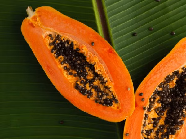 Cải thiện sức khỏe tiêu hóa: Hàm lượng chất xơ cao trong đu đủ giúp bạn cải thiện tiêu hóa và ngăn ngừa táo bón. Ăn một miếng đu đủ mỗi ngày sẽ giúp bạn giải độc hệ thống tiêu hóa và duy trì đi tiêu thường xuyên.