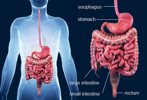 Bệnh Crohn (bệnh viêm ruột) thường phát triển trong những năm tuổi 20 ở phụ nữ. Chuột rút, đầy hơi, tiêu chảy và đau bụng là tất cả các triệu chứng phổ biến ở giai đoạn đầu của bệnh.