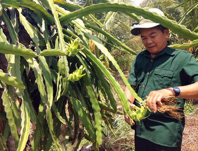Ông Thắng chăm sóc cây thanh long. (Ảnh: NQ).