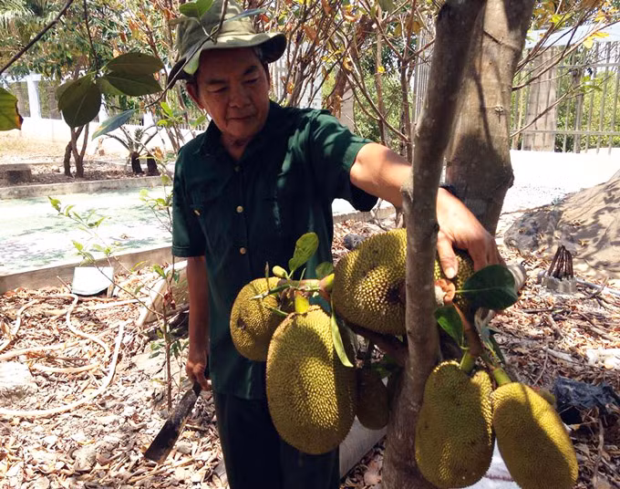 Nhờ cách làm sáng tạo, cây ăn trái trong vườn ông Thắng luôn xanh tốt, cho nhiều quả. (Ảnh: NQ).