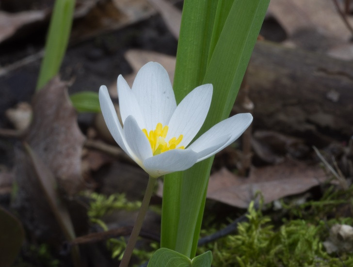 Sanguinaria (cây rễ máu): Chiết xuất của cây rễ máu thường xuất hiện trong kem đánh răng giúp giảm mảng bám răng. Hãy thêm 3-4 giọt chiết xuất sanguinaria một cốc nước ấm để làm nước súc miệng hàng ngày. Ảnh: BS. 