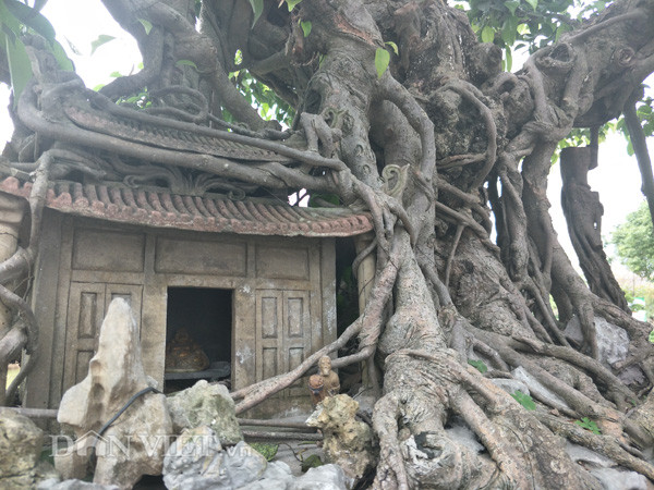 Bộ rễ của cây sanh kiểng "phúc lộc thọ trường" được nệm chặt vào mái chùa và đá rất đẹp mắt. Nói về tên gọi tên gọi cho tác phẩm của mình, anh Thành cho hay: "Cái tên "phúc lộc thọ trường" có nghĩa là cây cảnh này sẽ trường tồn với thời gian, đặc biệt cây cảnh này sẽ mang lại hạnh phúc và tài lộc cho người chủ của nó".