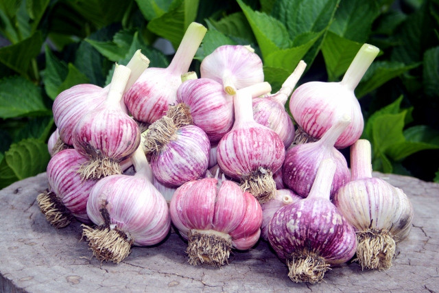 Đúng là tỏi càng để lâu càng có nhiều công hiệu chữa bệnh hơn tuy nhiên, chúng ta nên để tỏi ở nhiệt độ phòng bình thường và để nguyên củ. Ảnh: Internet.