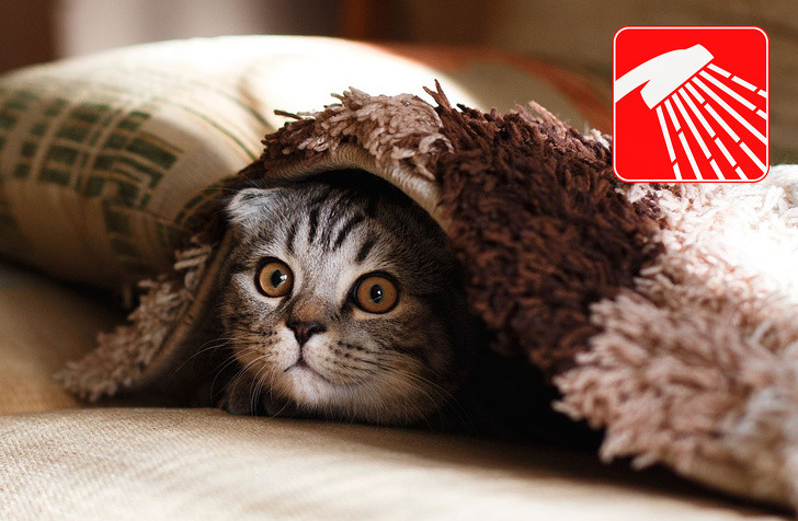 Nếu bạn có vật nuôi trong nhà, hãy tắm gội cho chúng thường xuyên để ngừa bụi và vi khuẩn khuẩn tích lũy trên lông chúng gây dị ứng.