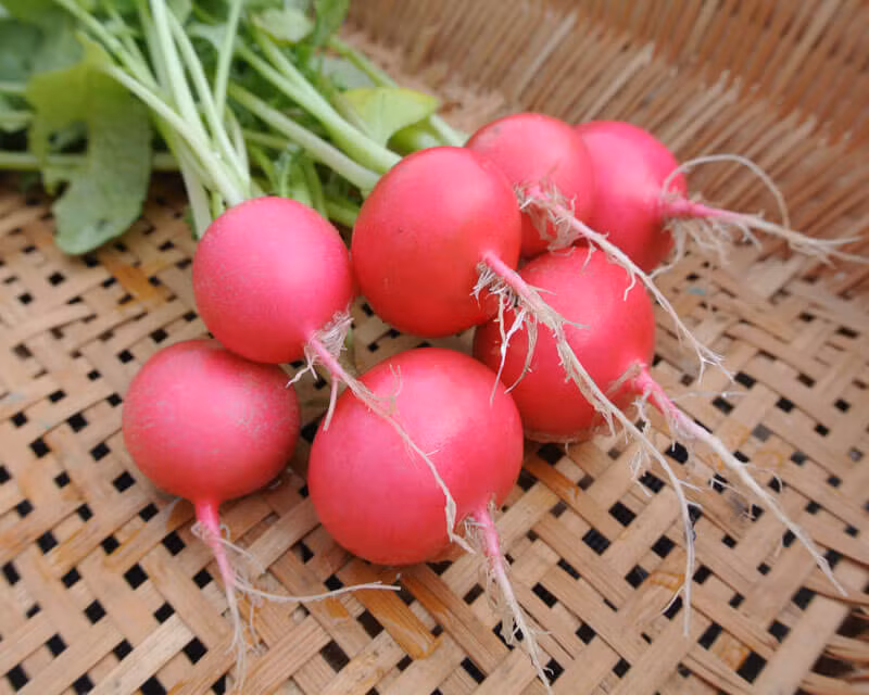 Làm mềm da: Đắp mặt nạ với hỗn hợp củ cải, mật ong, sữa chua tươi giúp làn da mềm mại, trắng sáng.