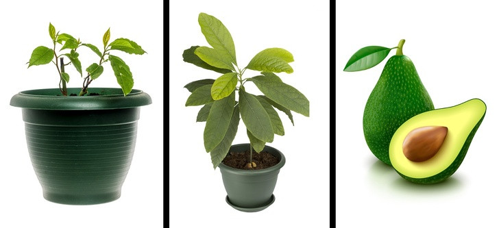 Khi hạt bơ mọc rễ và ra mầm, bạn hãy lấy cây trồng ra đất. Cây bơ thích hợp với độ ẩm vừa phải và cần được tưới 2-3 lần một tuần. Có thể mất từ 5 đến 13 năm trước khi cây trưởng thành và cho ra quả.