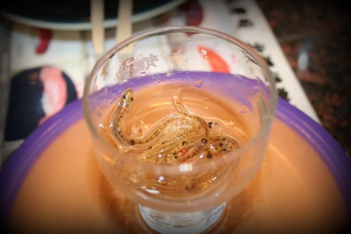 Shirouno no Odorigui là tên gọi của món ăn Nhật “ám ảnh” nhiều thực khách. Đầu bếp sẽ thả những con cá shirouno vào một chiếc cốc giấm và thực khách sẽ ăn trực tiếp.