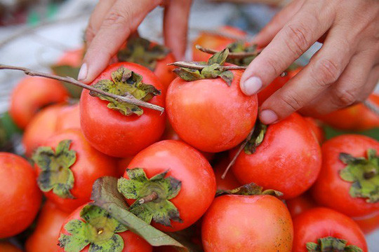 Hồng đỏ dường như là một món quà đặc biệt mà thiên nhiên dành tặng riêng cho mùa thu Hà Nội.