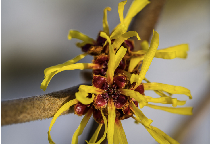 Ngồi tắm với chiết xuất cây phỉ giúp giảm đau, ngứa và chảy máu kèm theo trĩ. Có 2 cách để tắm kiểu này. Bạn có thể thêm khoảng 10 gram lá cây phỉ vào nước ấm hoặc bạn có thể trộn 1/4 cốc muối Epsom cùng với chiết xuất hạt phỉ vào nước ấm.