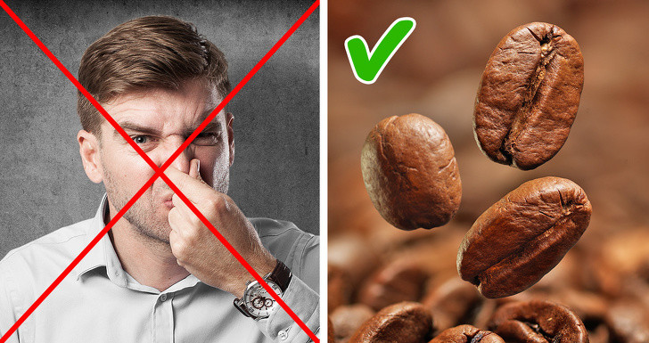 Muốn hơi thở tươi mát mà không có bàn chải đánh răng, bạn có thể nhai hạt cà phê.