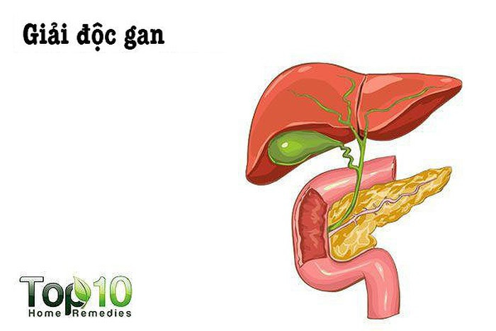 Giải độc gan: Hạt đu đủ cũng giúp giải độc gan và thận của bạn. Chúng chứa các enzyme phân giải protein giúp giảm tải hoạt động trên gan, ngăn ngừa xơ gan. Xay một ít hạt đu đủ tươi, pha với nước chanh. Uống nước này một hoặc hai lần mỗi ngày trong 1 tháng để giải độc gan. Nó cũng có thể giúp ngăn ngừa và chữa lành xơ gan.