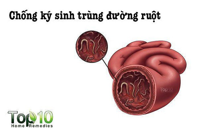 Chống các ký sinh trùng đường ruột: Hạt đu đủ giàu enzyme phân giải protein, enzyme này giúp phân hủy protein trong cơ thể cũng như ký sinh trùng và trứng của chúng trong đường ruột. Trộn 1 đến 2 thìa cà phê bột hạt đu đủ vào 1 cốc sữa hoặc nước ấm. Uống vào buổi sáng trước khi ăn trong 3 ngày để giúp làm sạch nhiễm trùng ký sinh trùng.