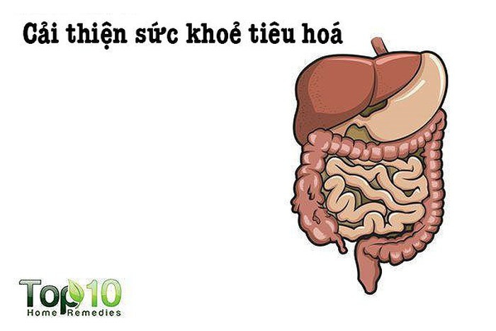 Cải thiện sức khỏe tiêu hóa: Lượng enzyme tiêu hóa cao trong hạt đu đủ giúp phá vỡ các sợi protein và hỗ trợ quá trình tiêu hóa tự nhiên. Vì hạt đu đủ có đặc tính kháng khuẩn, chúng có thể chống lại nhiễm trùng E.coli, salmonella và staphylococcus. Ngoài ra, các hạt đu đủ giúp bình thường hóa môi trường axit trong đường ruột cho một hệ thống tiêu hóa khỏe mạnh.