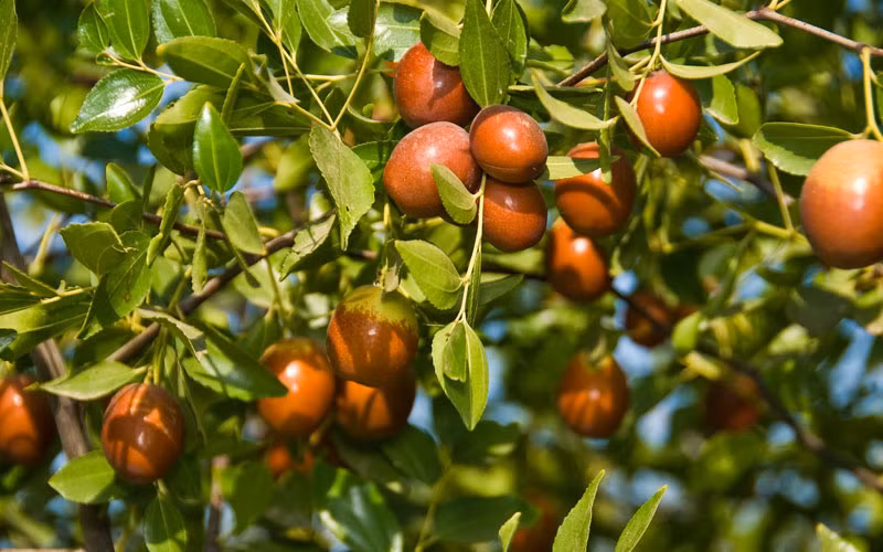 Trái cây nhỏ này chứa đầy khoáng chất canxi và phốt pho, giúp tăng cường và cải thiện sức khoẻ xương tổng thể.