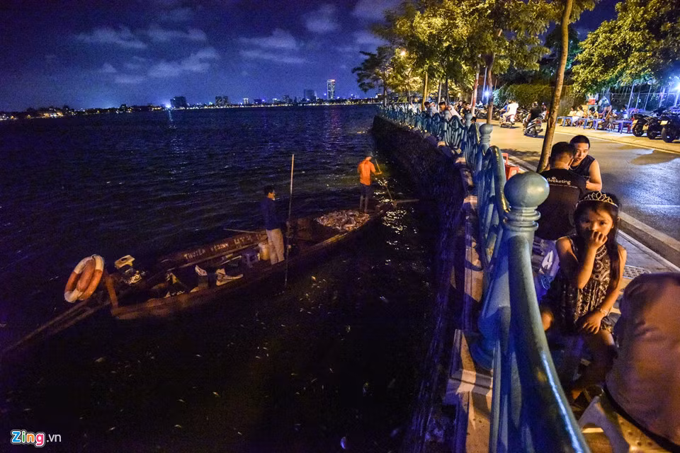 Trong thời tiết thất thường, cá nhanh chóng phân hủy, bốc mùi hôi thối. Người dân uống nước hóng gió ven hồ (đoạn hai con rồng hồ Tây) nhăn mặt vì mùi nồng nặc.