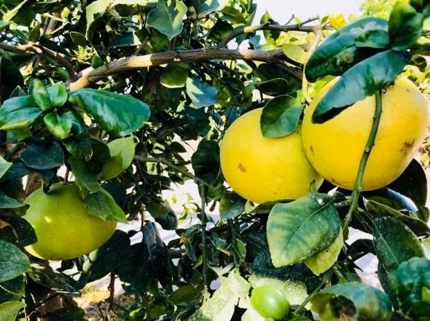 Cây bưởi tròn mọng trong vườn nhà Bằng Kiều.