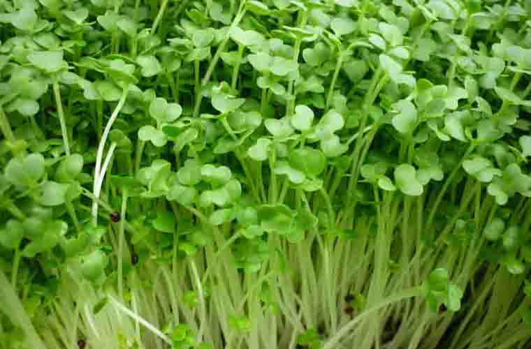 5. Mầm cải xanh: Nghiên cứu mới đây của các nhà khoa học Nhật Bản cho thấy, ăn 70g mầm cải non hàng ngày có thể ngăn ngừa bệnh viêm, loét dạ dày, thậm chí là ung thư dạ dày.