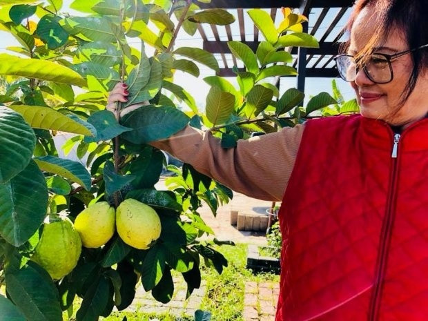 Mẹ nam ca sĩ Bằng Kiều bên cây ổi sai trĩu quả đến độ thu hoạch.