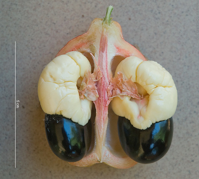 10. Quả Ackee có xuất xứ từ Tây Phi. Nếu quả chưa chín hẳn, người ăn sẽ bị nôn mửa nghiêm trọng bởi nó có chứa chất Hypoglycin. Người ta thường chờ tới khi vỏ quả tự chín và nứt ra, lúc đó mới có thể yên tâm ăn. Ảnh: BS.