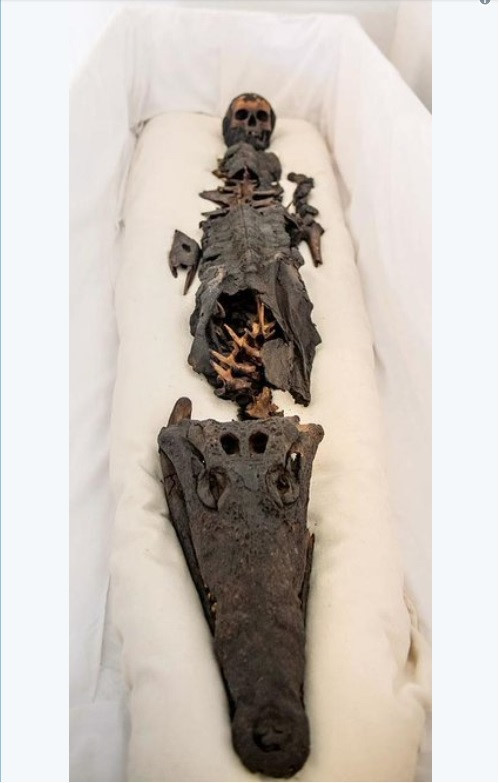 Xác ướp gồm đầu của một công chúa chưa xác định và thân của con cá sấu.