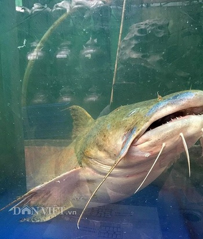 Để sở hữu 1 con cá chiên "khủng" 30kg này, thực khách phải bỏ ra một số tiền lên đến hàng chục triệu đồng. (Ảnh: Dân Việt)