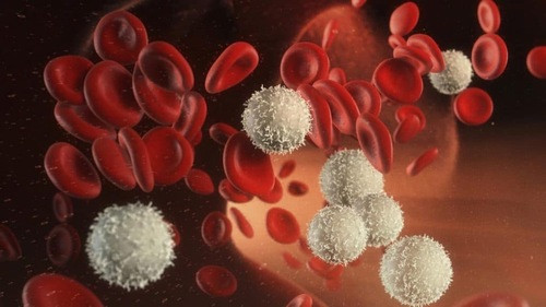  Bạch cầu được sản sinh trong tủy xương. Giảm số lượng bạch cầu trong cơ thể là dấu hiệu hệ miễn dịch bị ức chế. Số lượng bạch cầu dưới 3.500 được coi là ít. Số lượng bạch cầu ít nghĩa là bạn có thể đang bị bệnh.