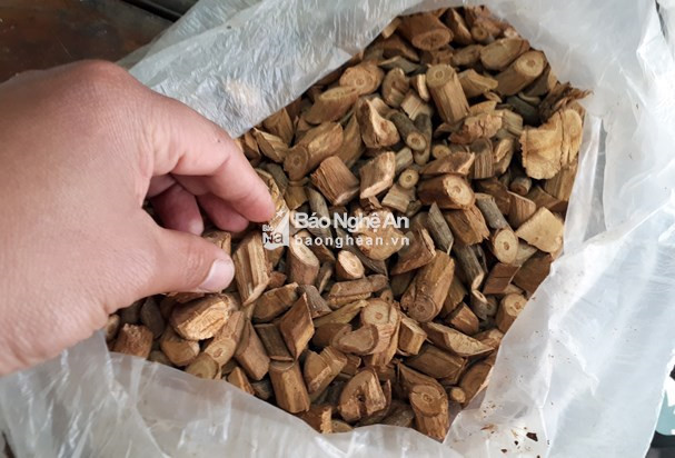 Gia đình các bệnh nhân cũng mang đến bệnh viện một chai rượu để bác sĩ xác định nguyên nhân gây ngộ độc. Có thể các nạn nhân đã uống phải loại rượu cực độc được ngâm lẫn cây lá ngón. Ảnh: Báo Nghệ An.