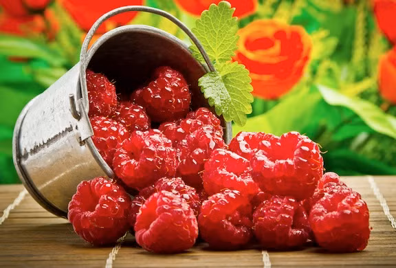 Ăn quả mâm xôi thường xuyên có thể ngăn ngừa tổn thương não và mất trí nhớ liên quan đến tuổi tác.