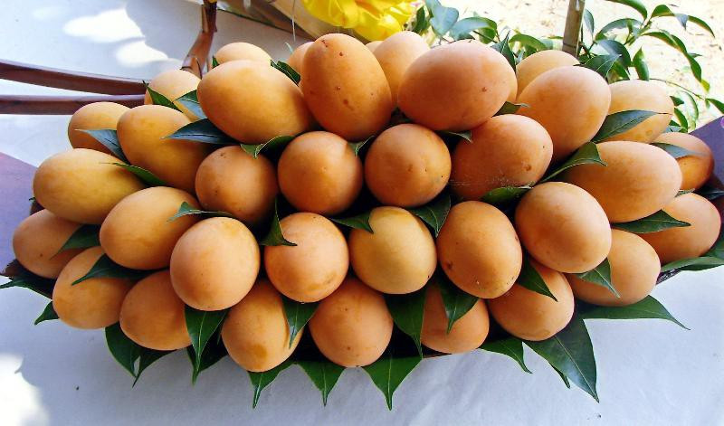 Mùa thu hoạch loại xoài lai mận lõi tím này kéo dài từ tháng 2 đến tháng 3 hàng năm. Ảnh: Traveling Chili.