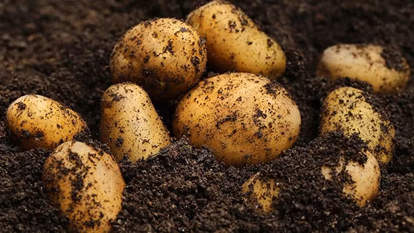 Khoai tây: Các mẫu khoai tây có chứa dư lượng thuốc trừ sâu nhiều hơn trọng lượng so với bất kỳ cây trồng nào khác được thử nghiệm.