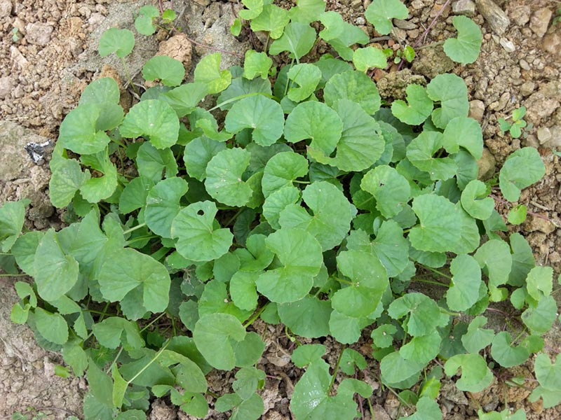 Rau thường được dùng để chữa các chứng bệnh như tiết tả về mùa hè, bệnh lỵ, vàng da do thấp nhiệt, sỏi đường tiết niệu, tiện huyết, khái huyết, thổ huyết, đau mắt đỏ, viêm họng, dị ứng mẩn ngứa, nhọt độc, tổn thương do sang chấn, bỏng...Ảnh: Internet.