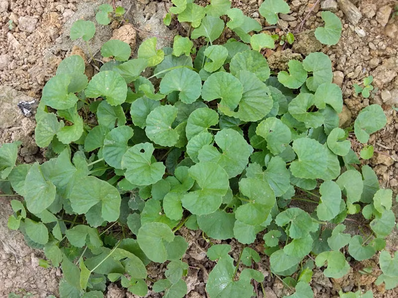 Rau thường được dùng để chữa các chứng bệnh như tiết tả về mùa hè, bệnh lỵ, vàng da do thấp nhiệt, sỏi đường tiết niệu, tiện huyết, khái huyết, thổ huyết, đau mắt đỏ, viêm họng, dị ứng mẩn ngứa, nhọt độc, tổn thương do sang chấn, bỏng...Ảnh: Internet.