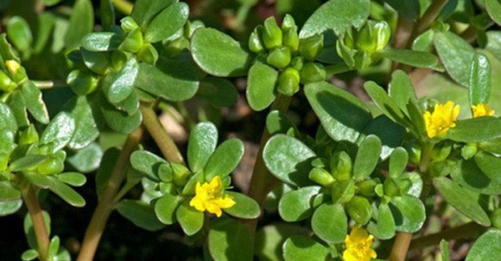 Rau sam có vị chua hơi đắng, tính mát, chứa nhiều glycosit, saponin, chất nhầy, axít hữu cơ, muối kali và nhiều vitamin như A, B1, B2, C, PP. Rau được xem là vị thuốc giải độc, ngăn ngừa chảy máu, giúp cầm máu nhanh, có thể làm giảm lượng đường trong máu, duy trì lượng đường trong máu liên tục.