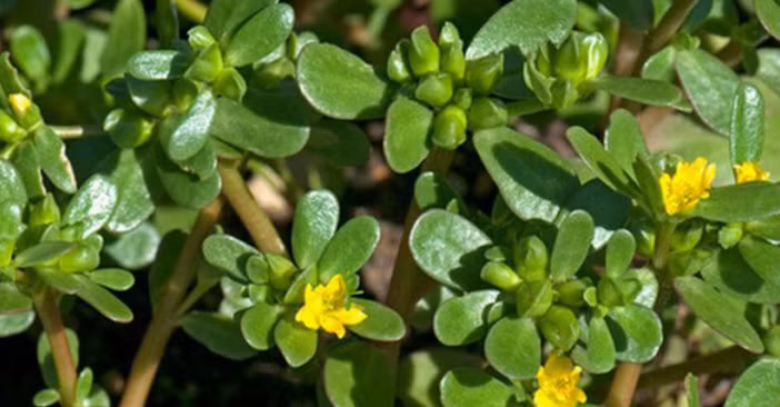 Rau sam có vị chua hơi đắng, tính mát, chứa nhiều glycosit, saponin, chất nhầy, axít hữu cơ, muối kali và nhiều vitamin như A, B1, B2, C, PP. Rau được xem là vị thuốc giải độc, ngăn ngừa chảy máu, giúp cầm máu nhanh, có thể làm giảm lượng đường trong máu, duy trì lượng đường trong máu liên tục.