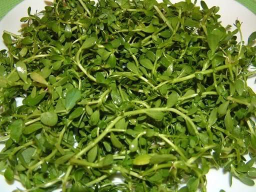 Rau đắng đất có vị đắng, tính mát, giúp nhuận gan, thông tiểu, trị kinh phong. Ngoài ra, rau được dùng để chữa các bệnh như viêm gan vàng da, nổi mề đay, sốt. Bạn nên hái lúc cây chưa ra hoa, rửa sạch, ăn sống hoặc làm rau ăn kèm với món cháo cá lóc. Mỗi ngày dùng 50-100 g nấu canh hoặc sắc lấy nước uống.