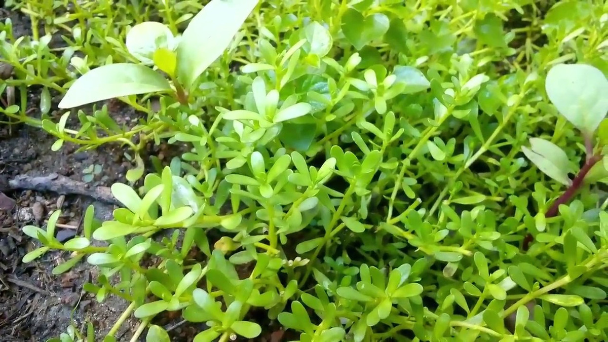 Rau đắng đất hay còn gọi là rau đắng lá vòng, mọc hoang trên các vùng đất khô cạnh bãi sông, ven biển, nhiều nhất ở vùng đồng bằng sông Cửu Long.